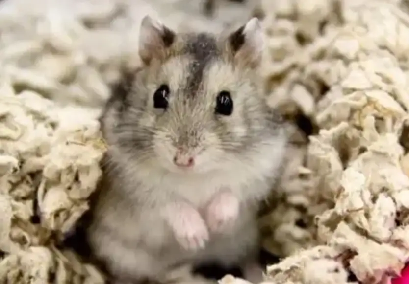 童年往事 - 抱取 童年往事 - 抱取