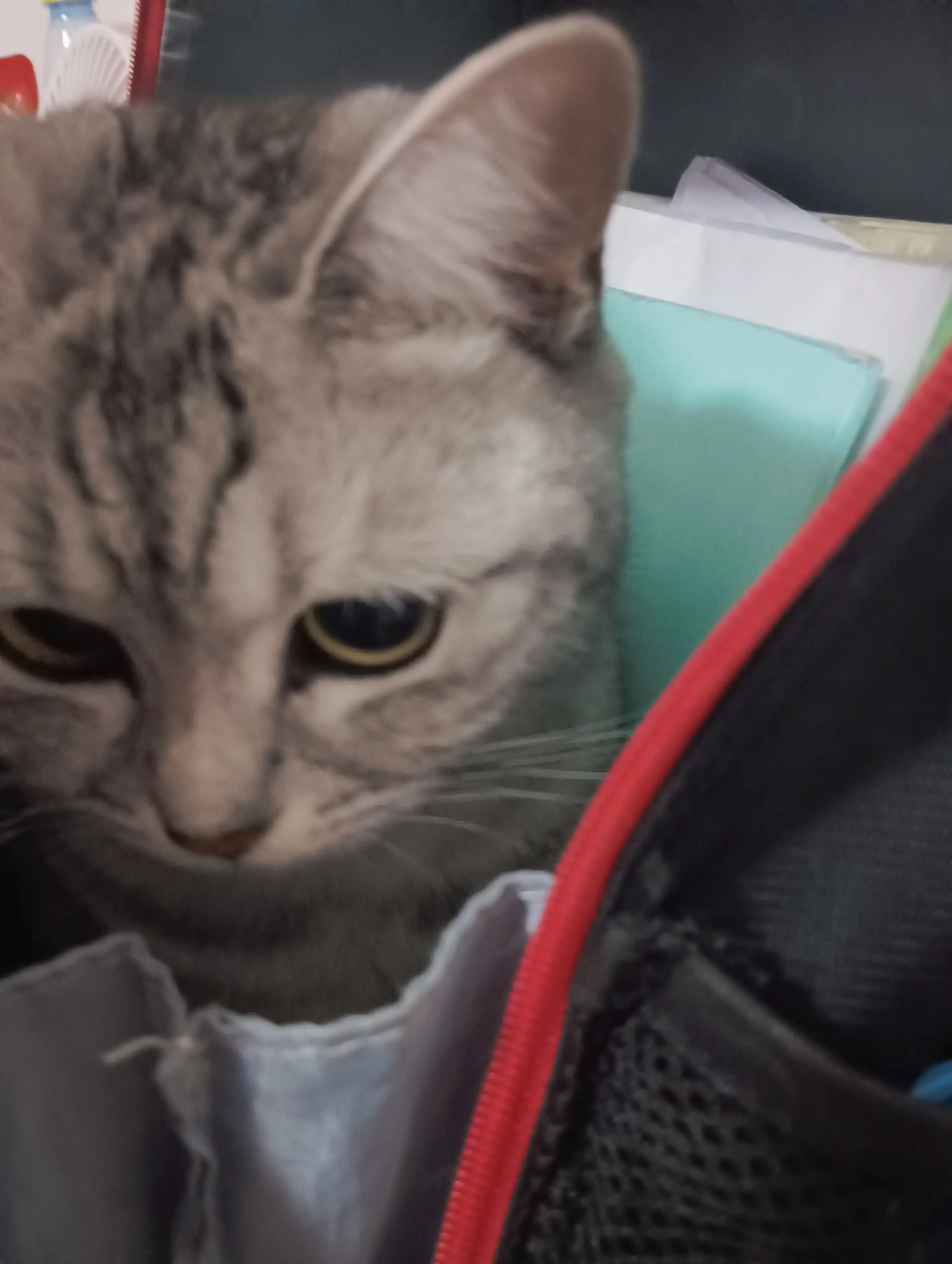 童年往事 - 抱取 童年往事 - 抱取